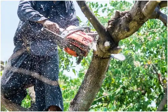 tree services Houston